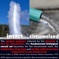 TR intact-vs.-circumcised-(Dr.-Fallier)-v.2-(fountain).jpg
