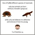 YWB 5416 Species of Mammals.jpg